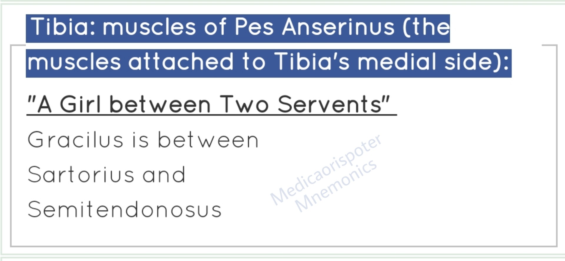 preview of Muscles of Pes Anserinus.jpg